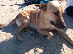 Canis familiaris