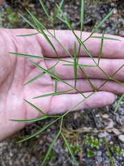Anisotome filifolia