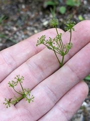 Anisotome filifolia