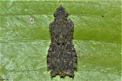 Hylica paradoxa