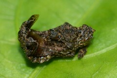 Hylica paradoxa