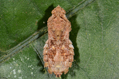Hylica paradoxa