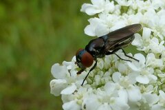 Chrysogaster solstitialis