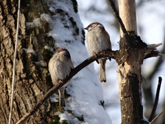 Passer montanus