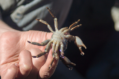 Pachygrapsus marmoratus