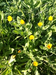 Calendula