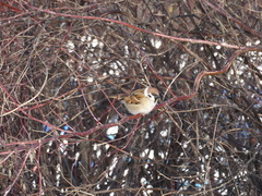 Passer montanus