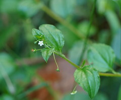 Hackelia latifolia