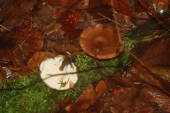 Lentinus brumalis