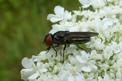 Chrysogaster solstitialis