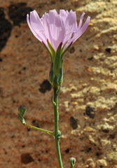 Lactuca tenerrima