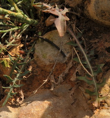 Lactuca tenerrima