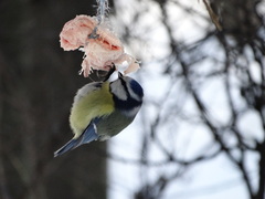 Cyanistes caeruleus