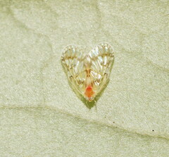 Saccharodite chrysonoe