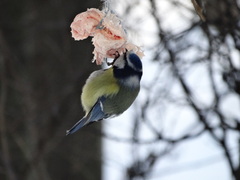 Cyanistes caeruleus