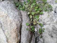 Wimmerella pygmaea
