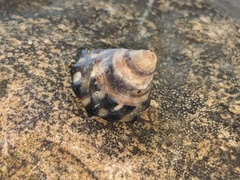 Bembicium auratum