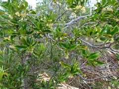 Lethedon salicifolia