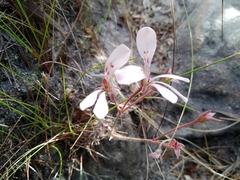 Pelargonium pinnatum