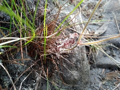 Pelargonium pinnatum