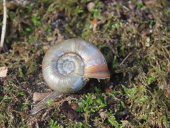 Elona quimperiana