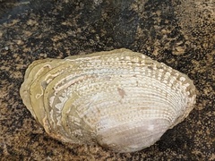 Irus crenatus