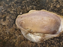 Irus crenatus