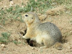 Urocitellus undulatus