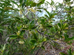 Lethedon salicifolia