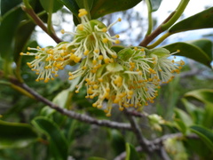 Lethedon salicifolia
