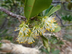 Lethedon salicifolia