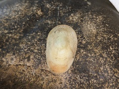 Tugali parmophoidea