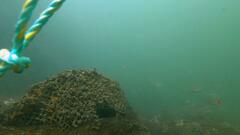 Helotes octolineatus