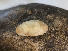 Tugali parmophoidea