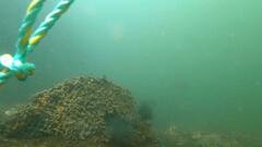 Tridentiger trigonocephalus