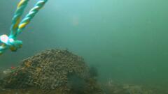 Tridentiger trigonocephalus