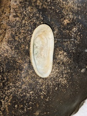 Tugali parmophoidea