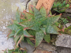 Aloe maculata