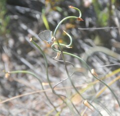 Lepidobolus drapetocoleus