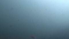 Parequula melbournensis