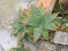 Aloe maculata