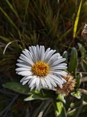 Celmisia spectabilis