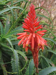 Aloe arborescens