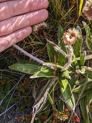 Celmisia spectabilis