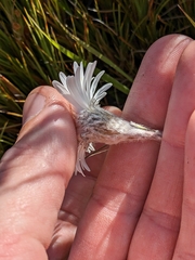 Celmisia spectabilis