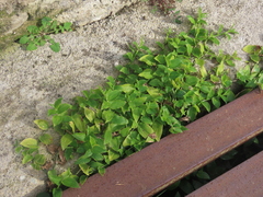 Tradescantia fluminensis