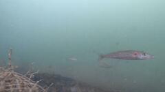 Sillaginodes punctatus