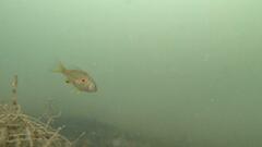 Acanthopagrus butcheri