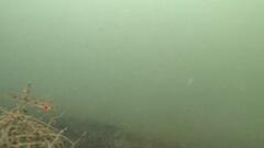 Favonigobius lateralis