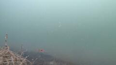 Gobiopterus semivestitus